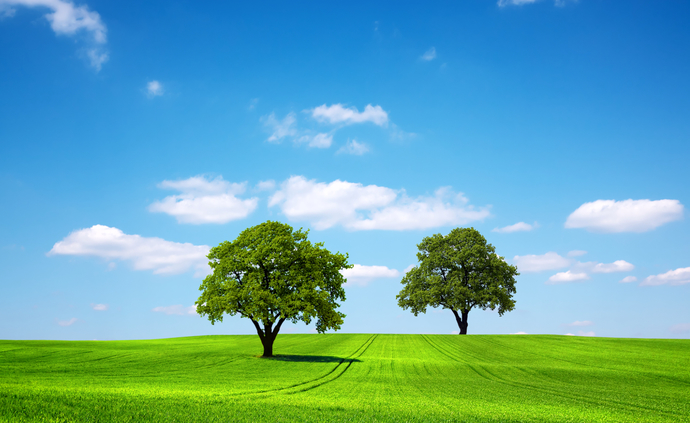 Happy Two Tree!