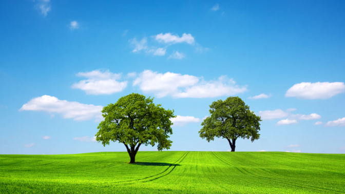 Are You Having A Happy Two Tree So Far?