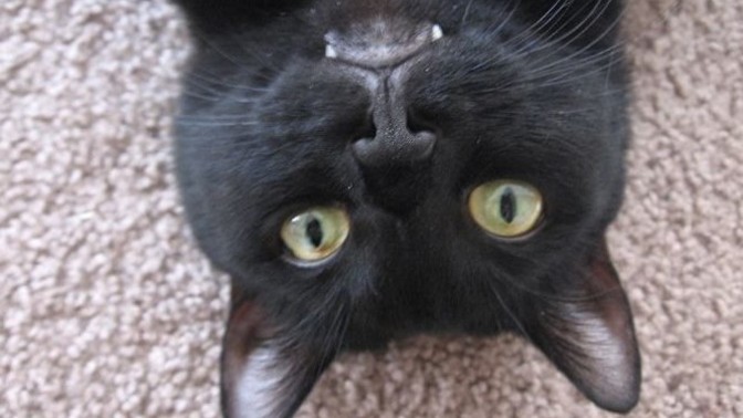 You've heard of a vampire bat but, have you ever heard of a vampire CAT?