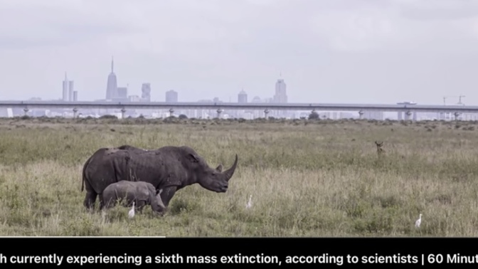 Think we’re in the Sixth Mass Extinction?