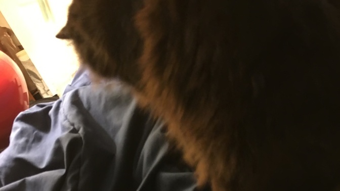 Anyone else cat or dog try to hump their legs or is it just mine lol?
