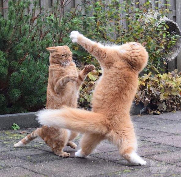 What would you do if you saw a kitten doing kung fu?