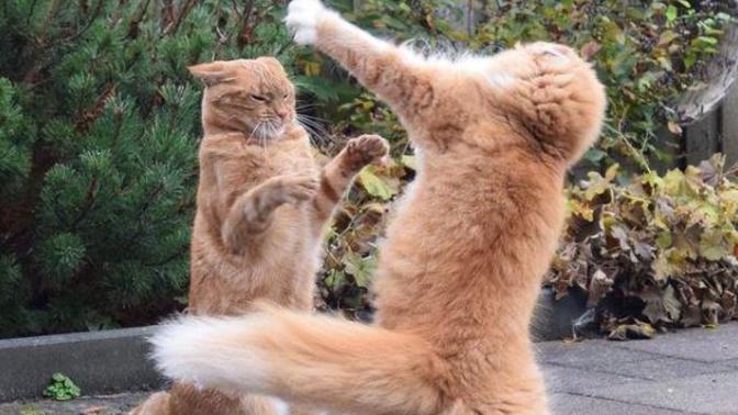 What would you do if you saw a kitten doing kung fu?