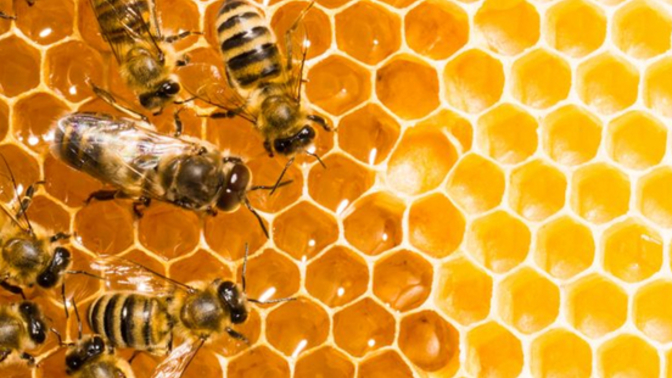 It's said that people with pollen allergies should eat their honey. But why are most of the scientists advocating this, women?