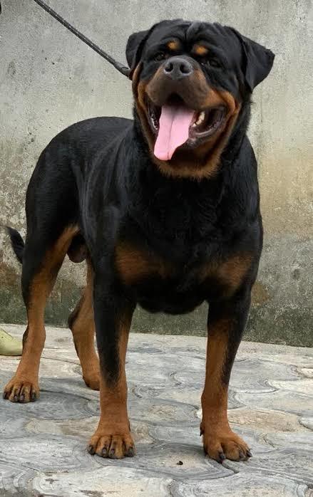 Do you hate this kind of dog?