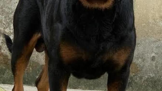 Do you hate this kind of dog?