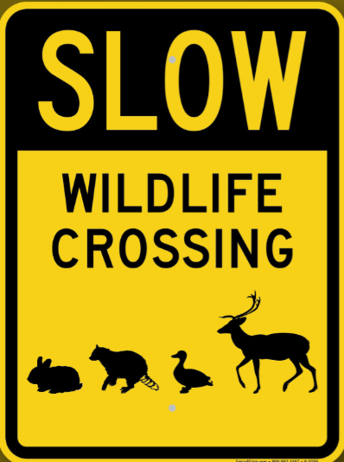Why does the government encourage animals to cross the road in dangerous places?