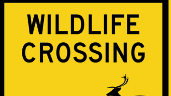 Why does the government encourage animals to cross the road in dangerous places?
