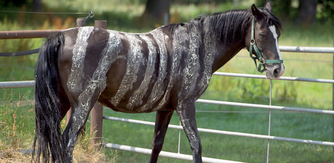 "I used to be a horse but now I identify as a zebra"