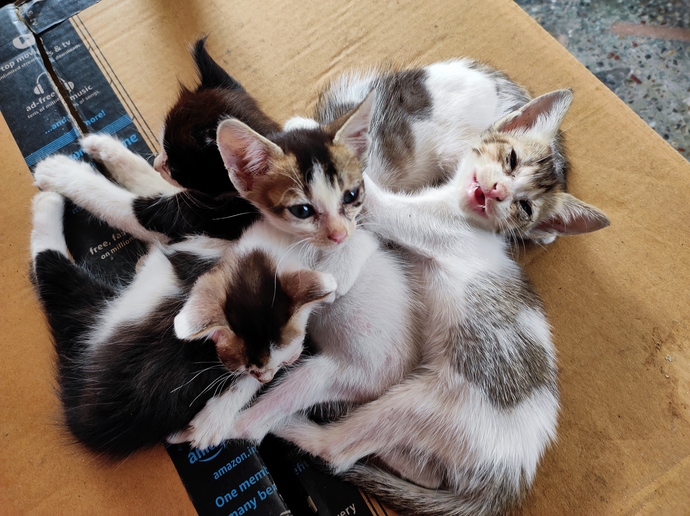 Do you like cats?