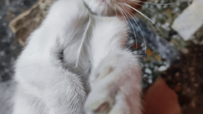 Do you like cats?