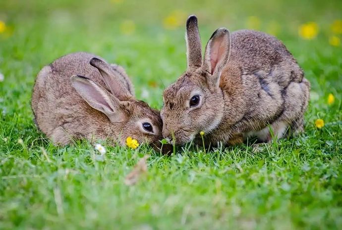 Its the expression breeding like rabbits offensive?