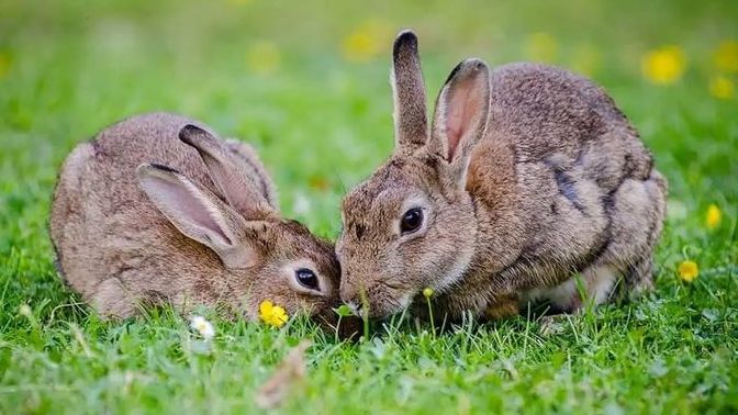 It's the expression "breeding like rabbits" offensive?