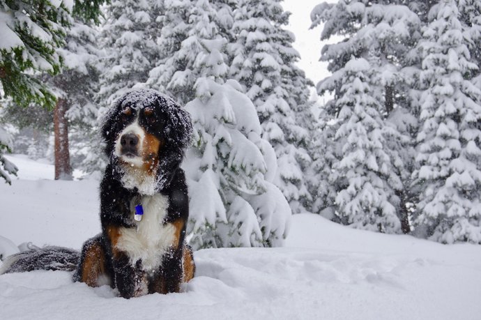 Bernese Mountain Dog