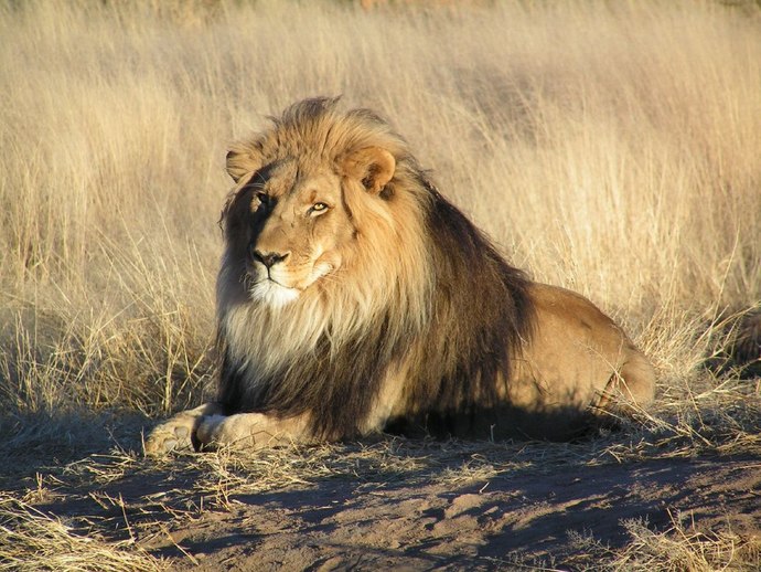 Which cat do you like better lions or tigers?