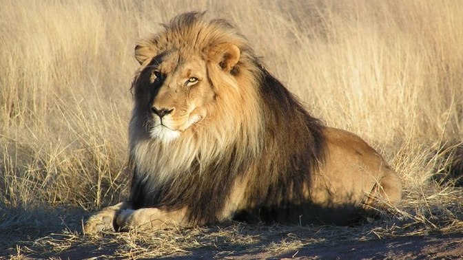 Which cat do you like better lions or tigers?