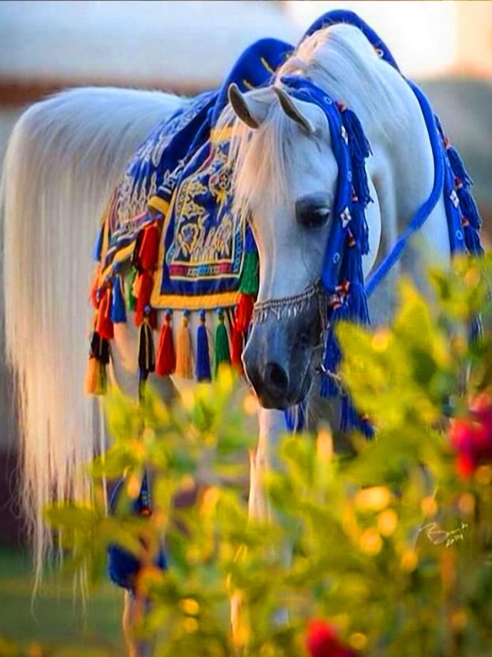 Girls, Have you ever been around horses? Have you ever gone riding?
