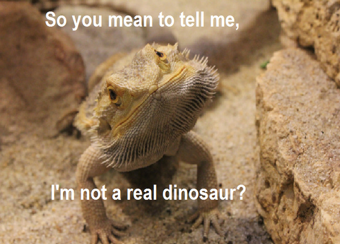 What is your favorite reptile?
