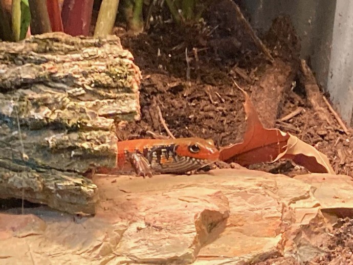What is your favorite reptile?