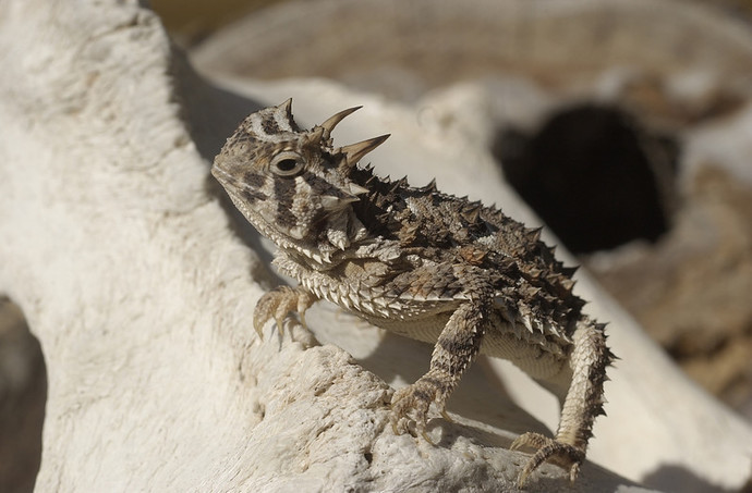 Texas Horned Lizard
