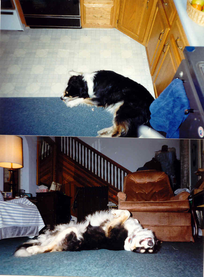 What are some funny, even hilarious things your pet does or did?