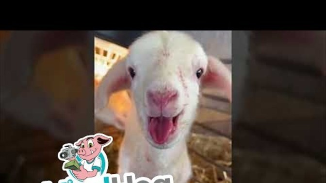 What do you about this baby lamb?