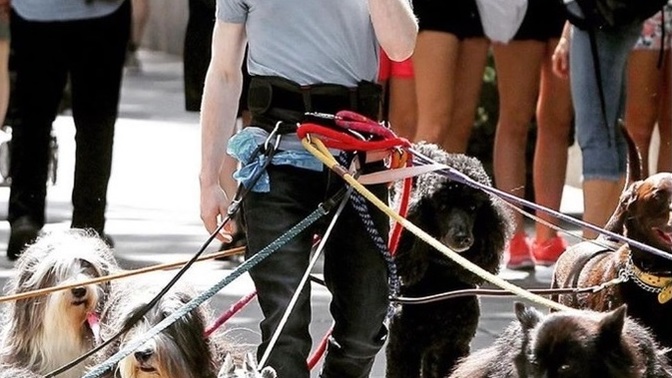 I love he's such a good trainer for dogs cats🥰🥰 who is this gentlemen anyone familiar with it need someone like that to teach me look after pets?