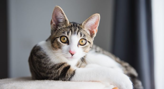 Do you have any fun stories of your pet/pets?