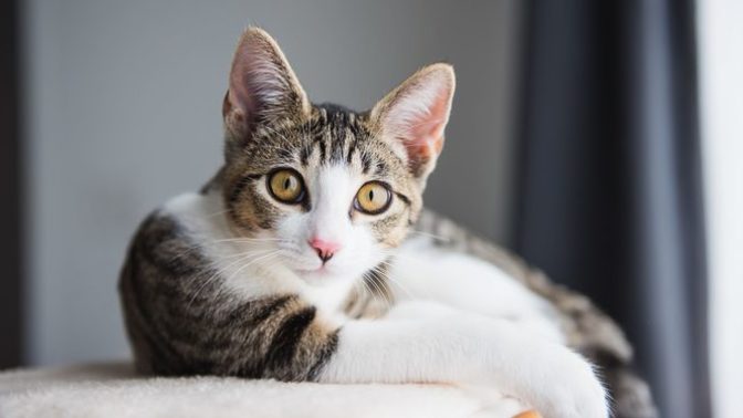 Do you have any fun stories of your pet/pets?