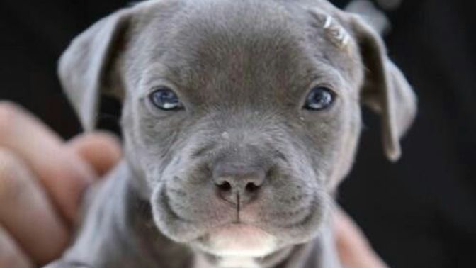 What do you think about Forbidden Dog Breeds?
