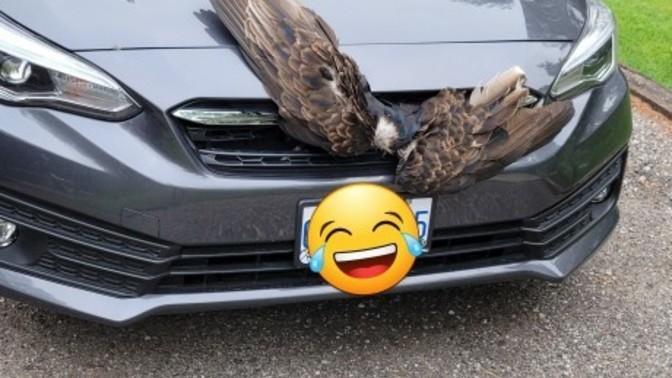What kind of car do you drive?