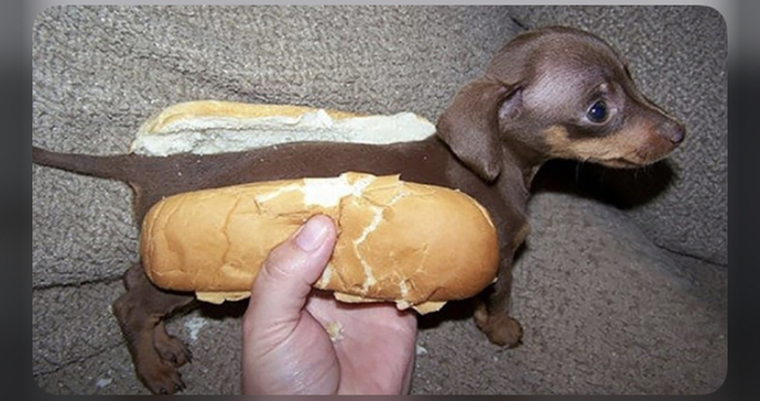 What kind of hotdog do you like best?