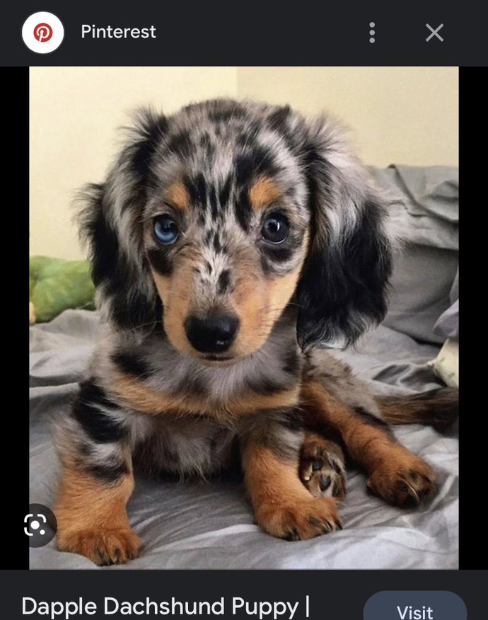 What kind of hotdog do you like best?