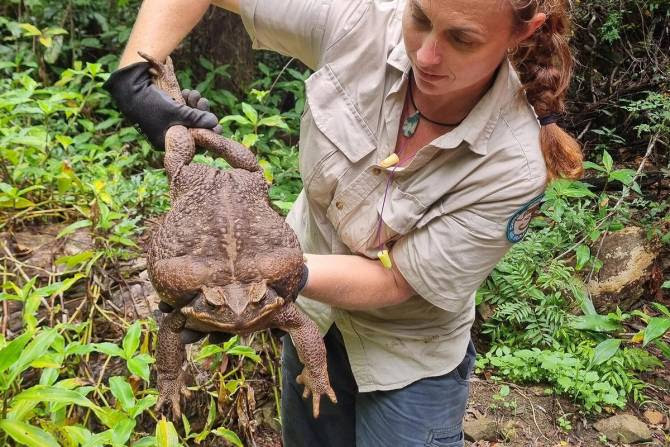 Did TOADZILLA have to die?