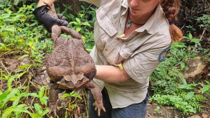 Did TOADZILLA have to die?