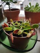 If you had to choose: Pets or plants?