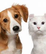 If you had to choose: Pets or plants?