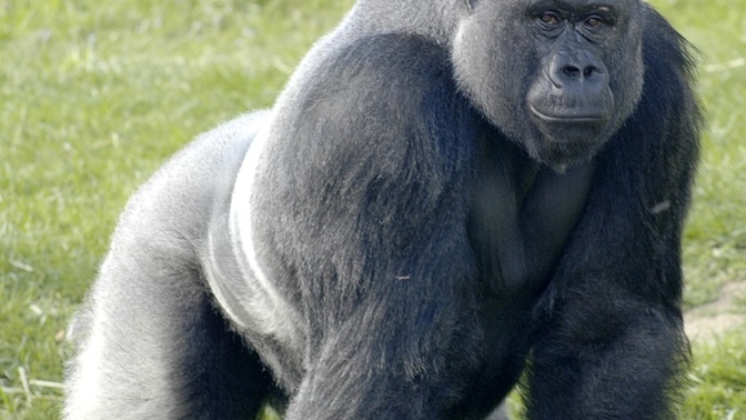 Which death by an animal would scare you the most?