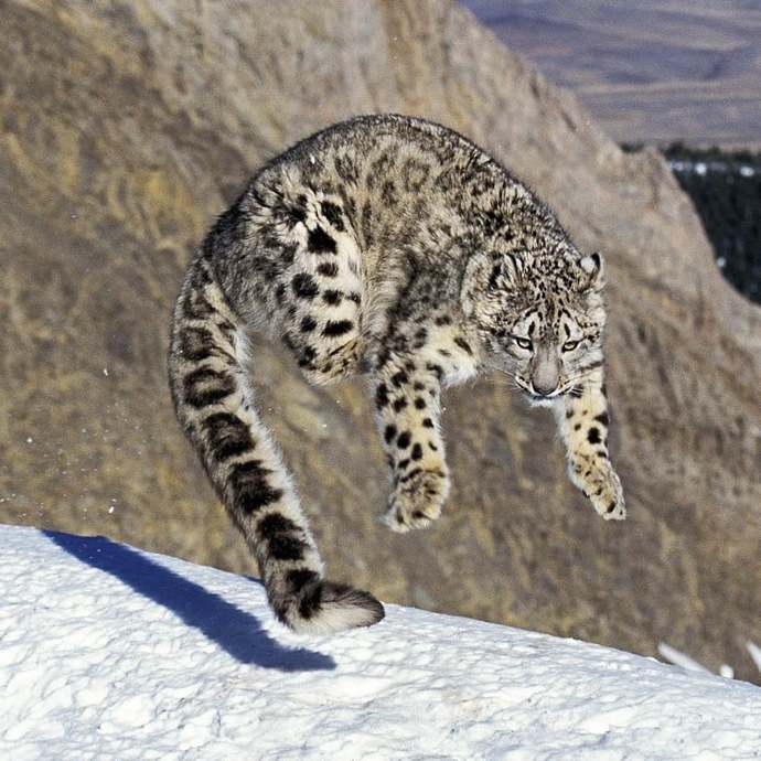 Should this Eagle V transformer be a lion or a snow leopard?