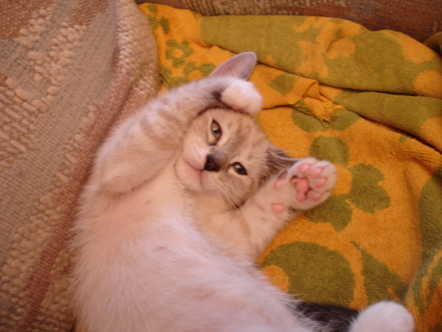 Who's cuter? Puppies, or kitties?