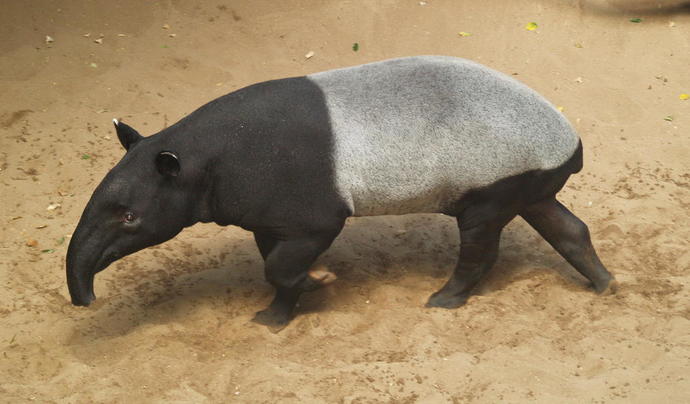 What animal would you like to have as a pet, that is not usually considered a typical animal?