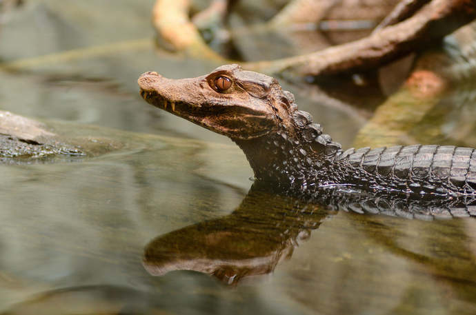 What animal would you like to have as a pet, that is not usually considered a typical animal?