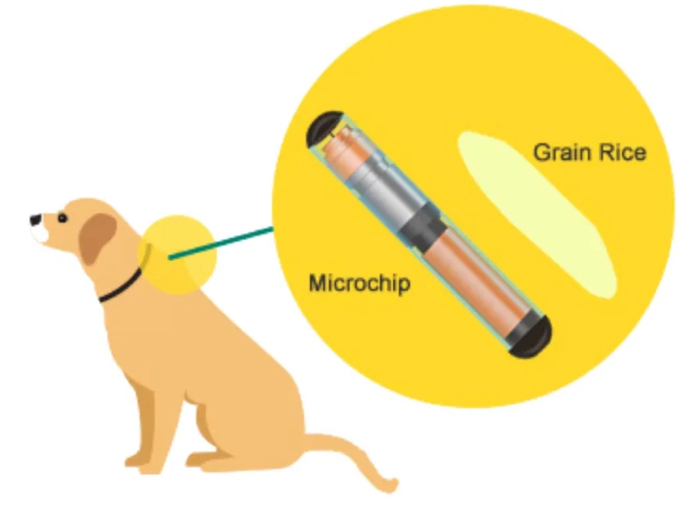 Government demands you must get micro chipped or else you can't buy anything nor sell anything or live in society without being chipped. What you do?
