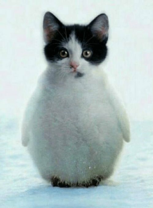 Would you like to feed a baby penguin 🥰?