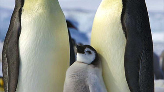 Would you like to feed a baby penguin 🥰?