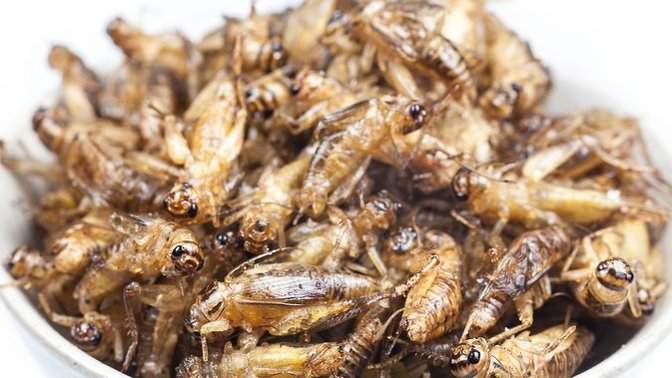 Will you please join me and Bill Gates, and help save the planet from global cooling, warming and climate change by eating crickets?