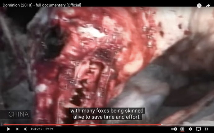 done by humans, this fox lays alive and skinless