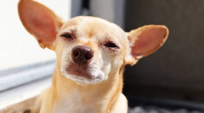 Why is my dog absolutely terrified of the dark?