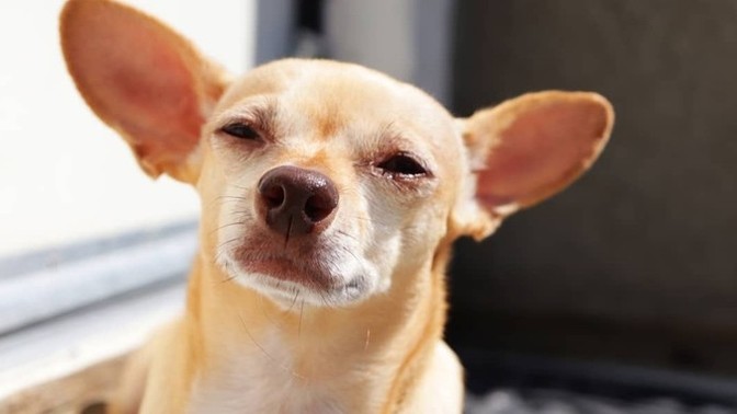 Why is my dog absolutely terrified of the dark?