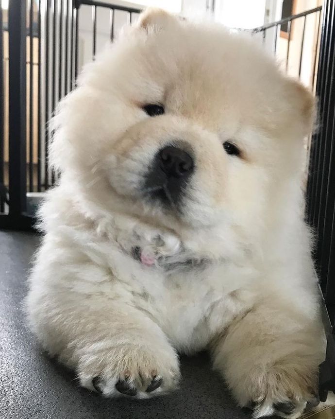 Blonde Chow Chow puppy